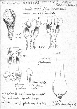 Vorschaubild Ocotea michelsonii Robyns & R. Wilczek